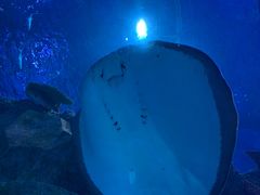 -芜湖新华联大白鲸海洋公园