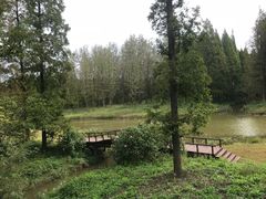 -黄海国家森林公园