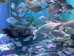 -上海海洋水族馆