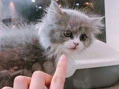-1013 PET SHOP精品宠物商店(丁香店)