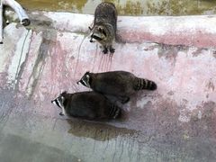 -泉州海丝野生动物世界