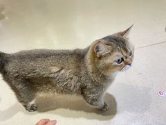 -藏猫猫咖啡主题馆(中央大道店)