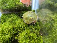 -青石桥花鸟鱼虫市场(叠翠城店)