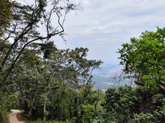 -黄埔油麻山森林公园