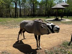 -大连森林动物园