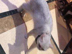 -猫色咖啡·猫咖