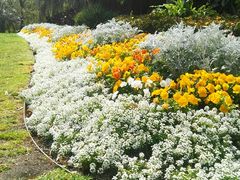 -斐兹洛伊花园