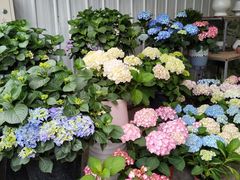 -金科花卉市场