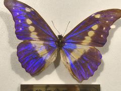 -上海昆虫博物馆