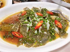 鲜花椒蒸多宝鱼-金碧轩粤菜海鲜大酒楼