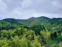 -大唐贡茶院