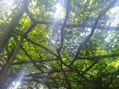 -广西壮族自治区药用植物园