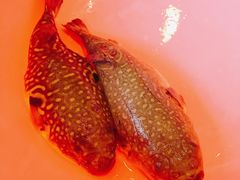 菊黄河豚-鸿运酒楼