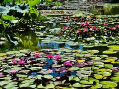 -国家植物园南园