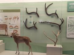 -北京麋鹿生态实验中心