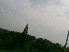 -大塘金香草谷