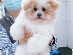 -艾贝尔宠物医院 ·内科全科(梁溪路店)