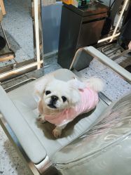 -PE SALON 