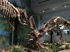 -自贡恐龙博物馆