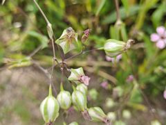 -济南国际园博园