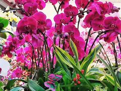 -双季花艺园艺市场(浦东店)