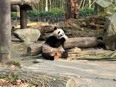 -都江堰中华大熊猫苑