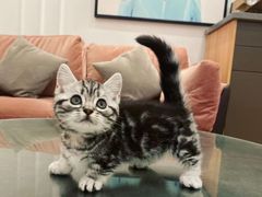 -袖虎·猫馆(体育西路店)