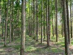 -黄海国家森林公园