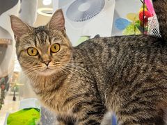 -COLOR PETS 撸猫馆·购猫·猫咖(长风大悦城店)