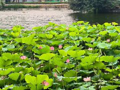 -荔湾湖公园