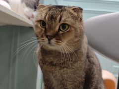 -安格丽娜·狗咖·猫咖羊驼咖(春熙路百盛商场店)