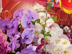 -越秀西湖花市(广州城市广场花卉店)