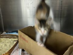 -芭比堂动物医院(广州爱宠下渡路分院)