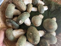 青头菌-鲜菌江湖正宗野生菌火锅
