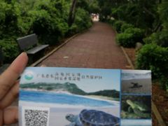 -广东惠东海龟国家级自然保护区