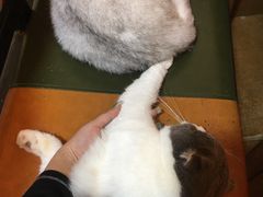 -李小姐の猫咖啡馆(五角场店)