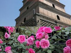 -大慈恩寺(大雁塔)