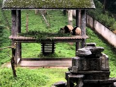 -中国大熊猫保护研究中心雅安碧峰峡基地