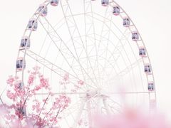 -顾村公园