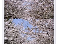 -高东镇樱花园