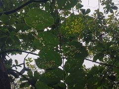 -北京上方山国家森林公园