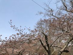-金鸡湖桃花岛