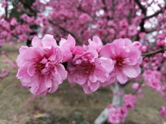 -秀丽东方