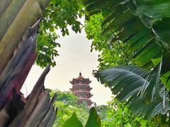 -深圳仙湖植物园