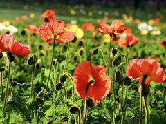 -上海共青森林公园