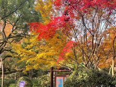 -西湖外事游船(花港观鱼码头)