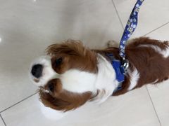 -美联众合动物医院·24h京西诊疗中心