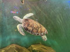 -太奥幻太奇海洋馆