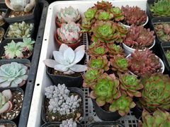 -秦美花卉(天朗·莱茵小城2期店)