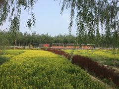 -西青郊野公园